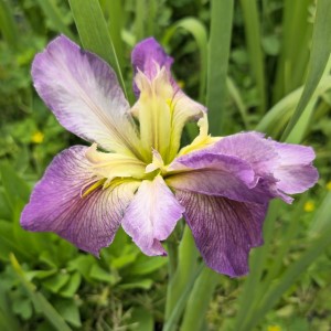 Earline Sudduth Louisiana Iris, Iris x 'Earline Sudduth'